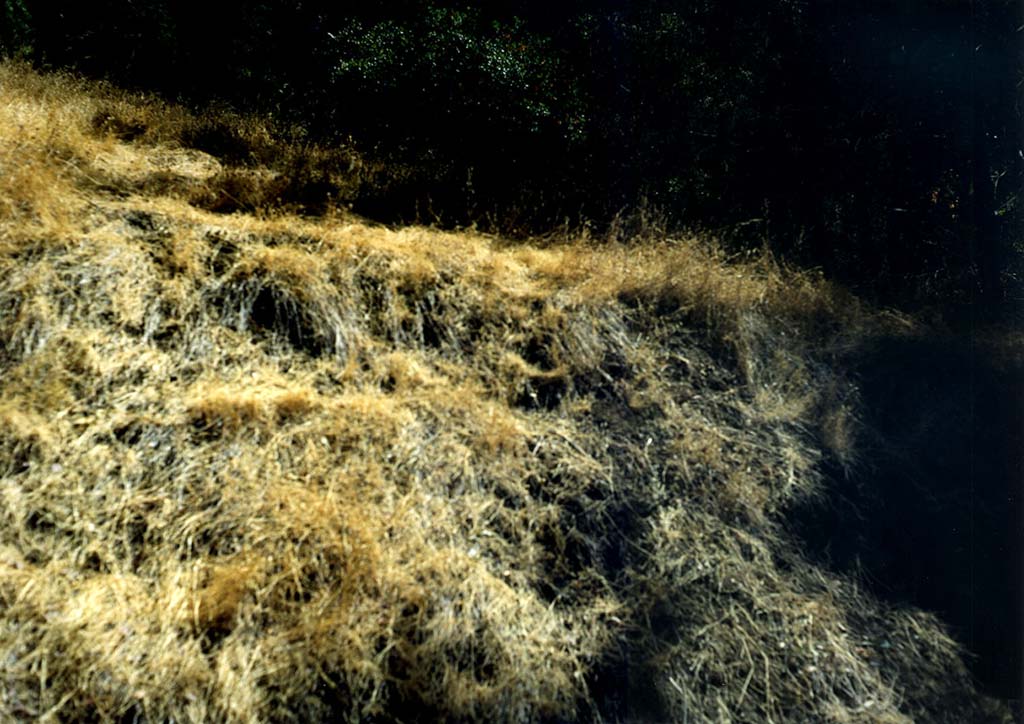 california-dead-grass