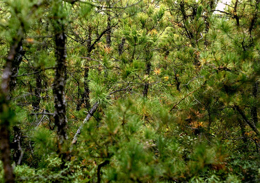 pine-barrens-green